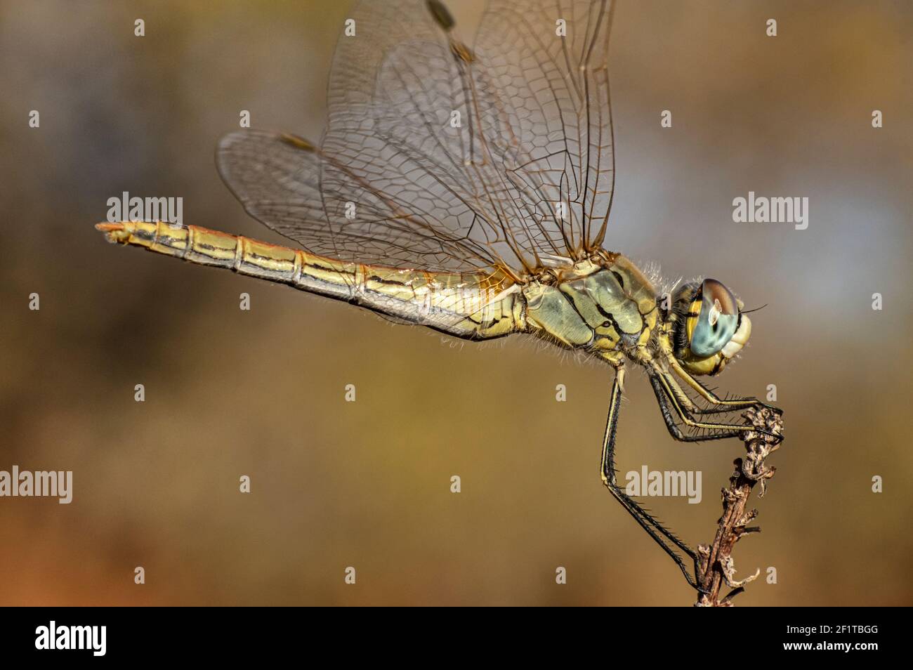 Libellen Makrofotografie in der Landschaft von Sardinien Italien, insbesondere, Details Stockfoto