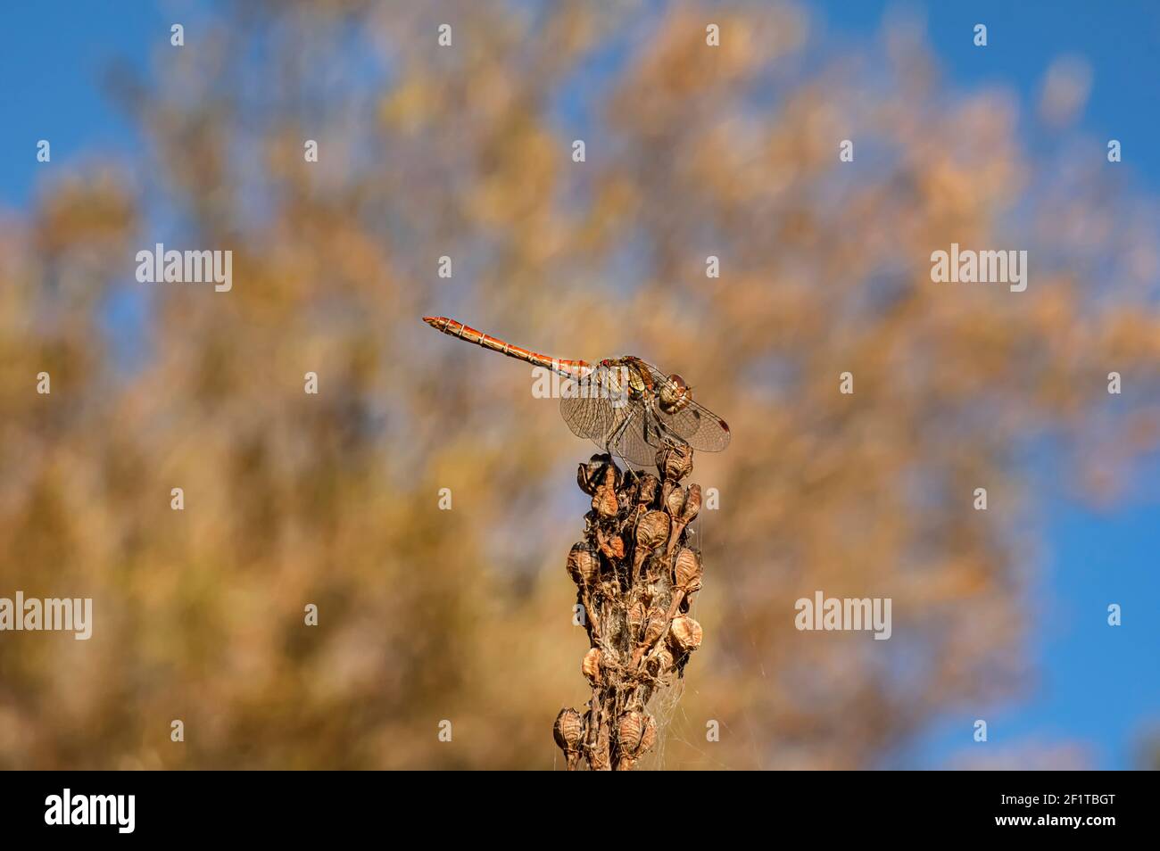 Libellen Makrofotografie in der Landschaft von Sardinien Italien, insbesondere, Details Stockfoto