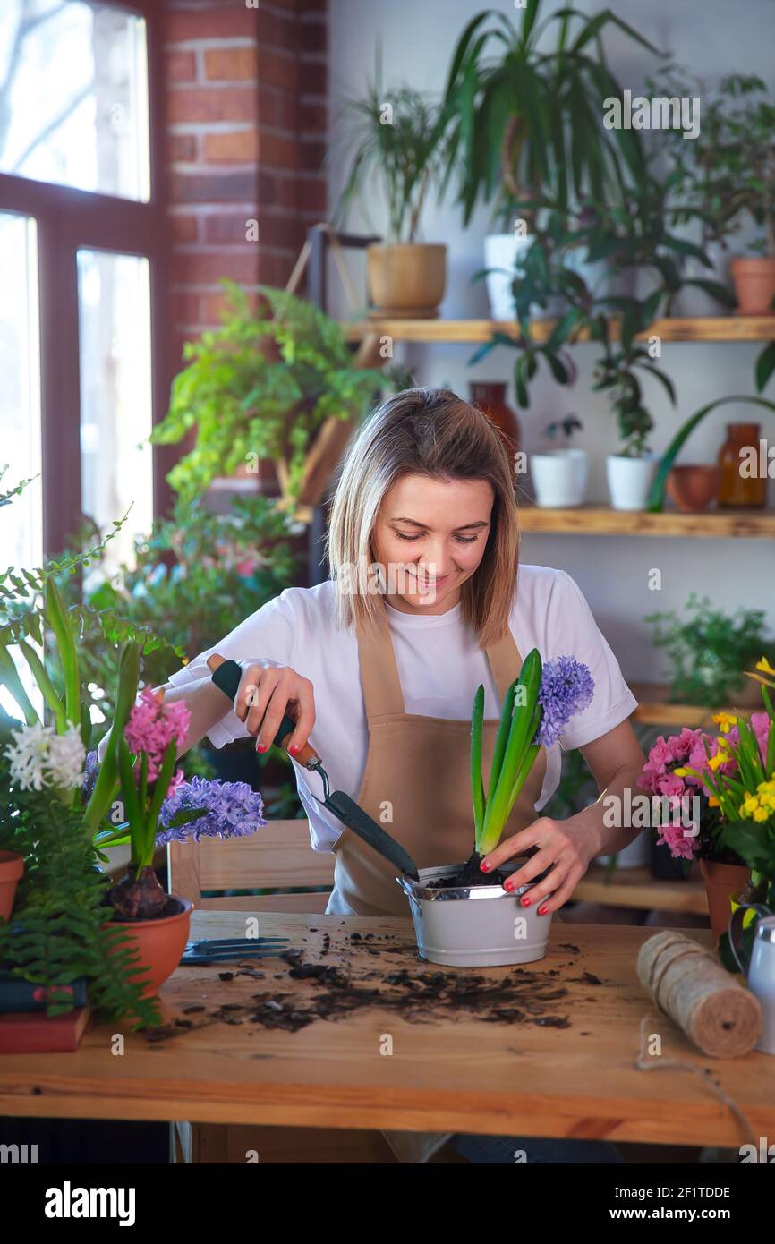 Frau Gärtnerin kümmert sich um Pflanzen und Hausblumen, trägt Schürze. Stockfoto