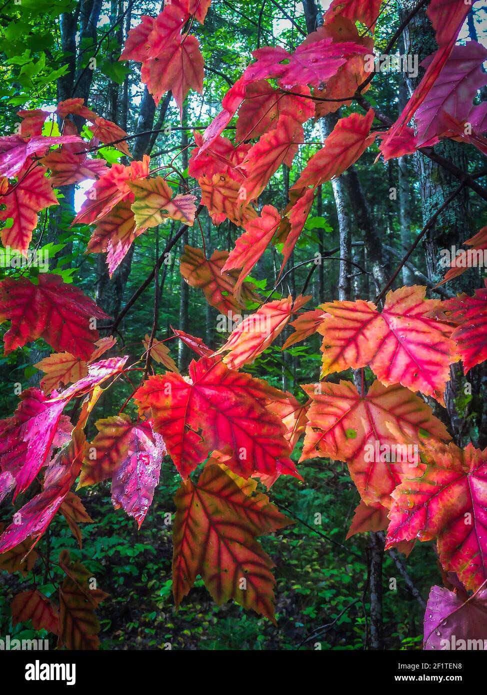 Nahaufnahme von roten Ahornblättern in einem Wald von Kanada Stockfoto