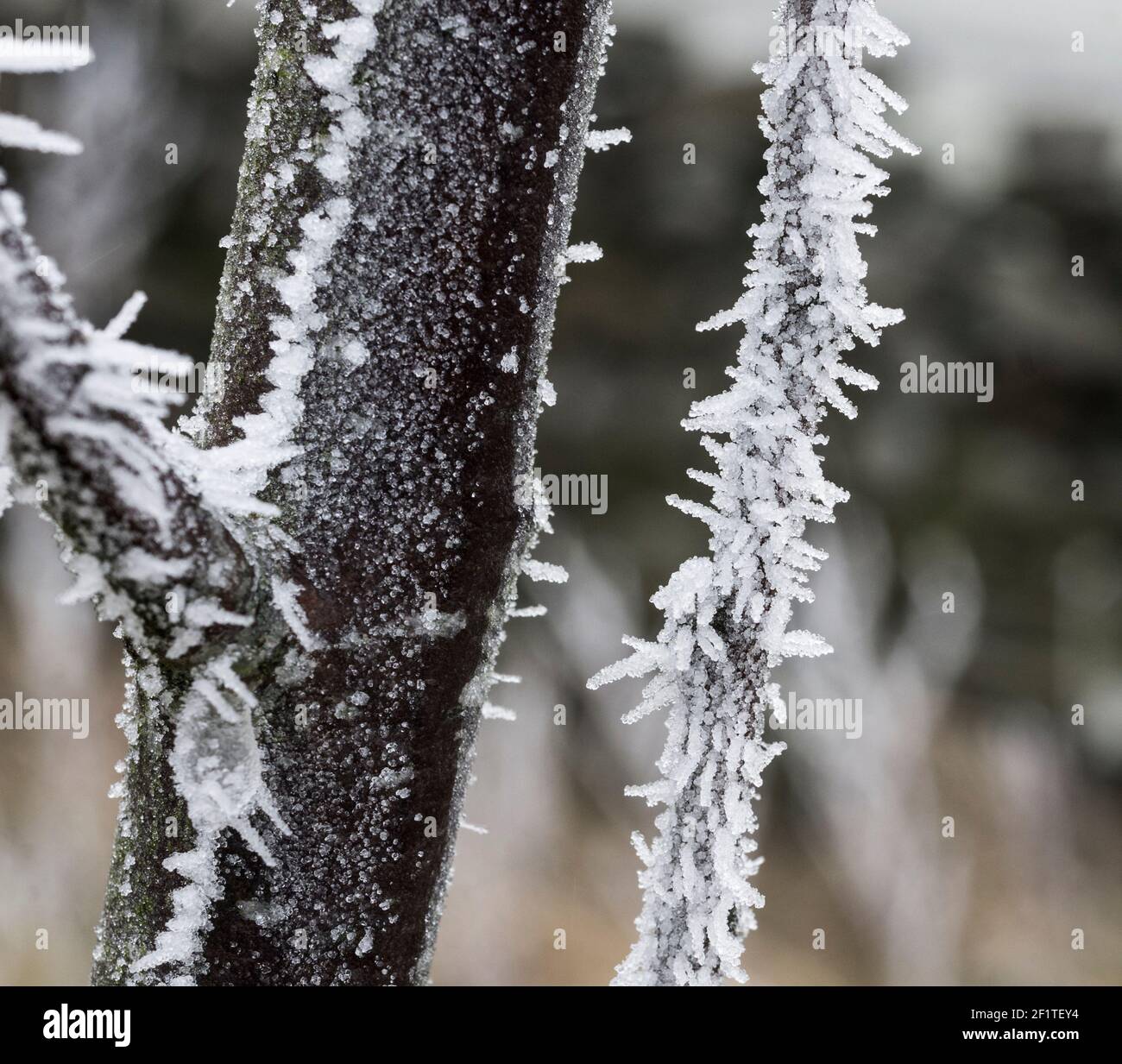 Stachy White Advection Frost / Windfrost auf dem Stamm und Ästen eines jungen Apfelbaums (England, UK) Stockfoto