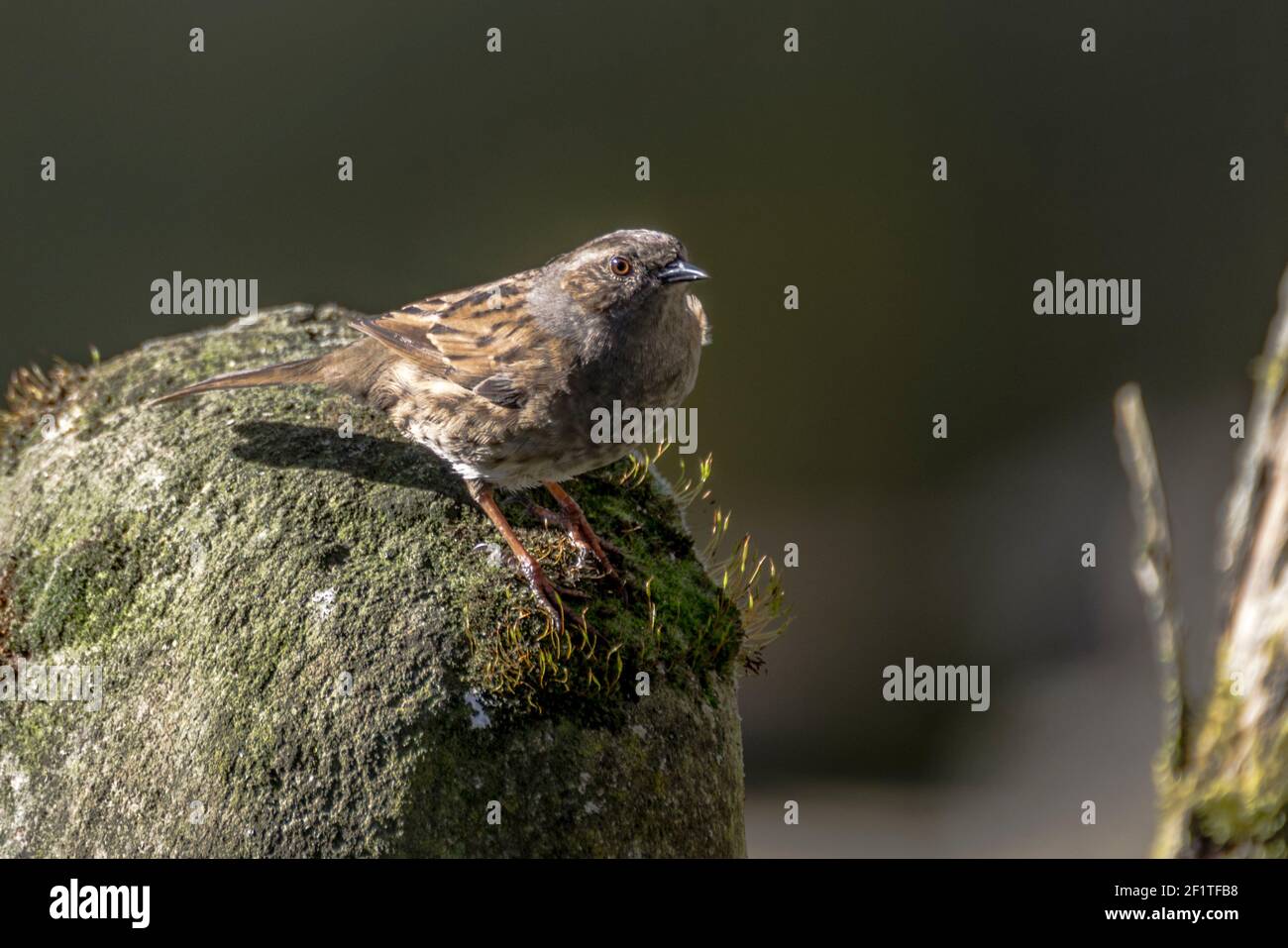 Ein Dunnock / Heckensperling / Heckenakzentuor (Prunella modularis) auf einer moosigen Steinstatue im Wintersonnenlicht (England, UK) Stockfoto