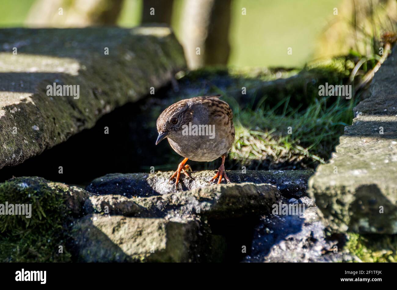 Ein Dunnock / Heckensperling / Heckenakzentuor (Prunella modularis) auf einer moosigen Steinwand im Wintersonnenlicht (England, UK) Stockfoto