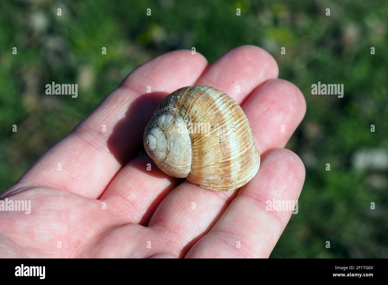 Schneckenschale, Römische Schnecke, Schneckenhaus, Weinbergschnecke, Helix pomatia, Éticsiga, Budapest, Ungarn, Magyarország, Europa Stockfoto