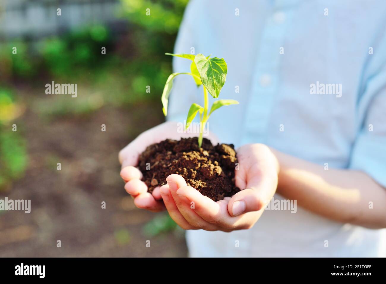 Hände halten eine Handvoll Erde mit einem jungen grünen Pflanze Sämling . Das Konzept der Ökologie, Frühling, neues Leben. Stockfoto
