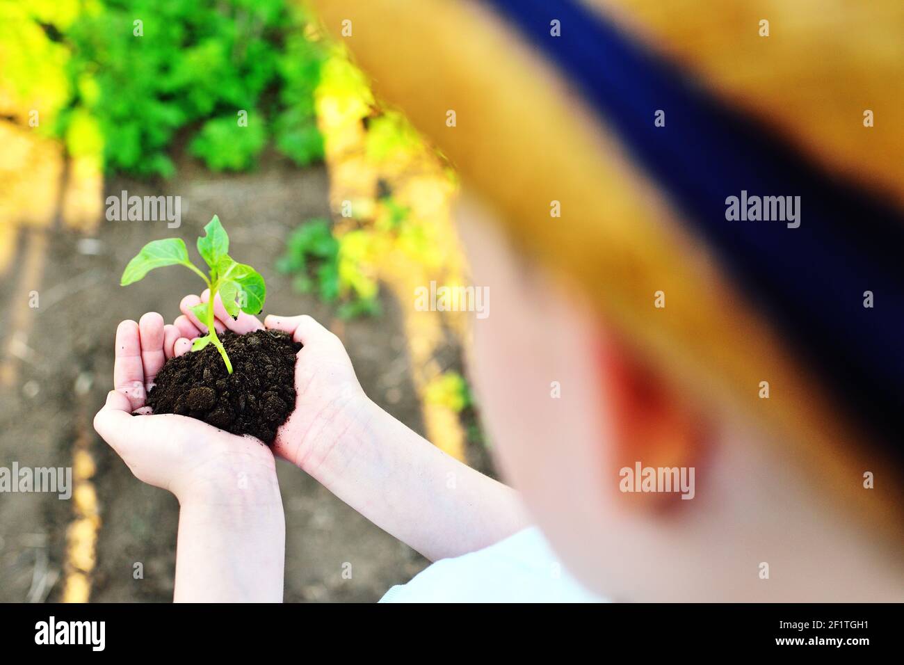Kinderhände halten eine Handvoll Erde mit einem grünen Sprossen oder Keimling. Das Konzept der Gartenarbeit, Ökologie Stockfoto