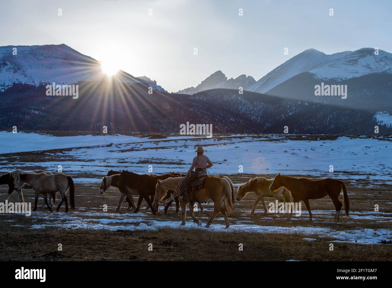 USA, Colorado, Custer County, Westcliffe, Music Meadows Ranch. Weibliche Ranch Hand in typischen westlichen Ranch Kleidung bewegen Pferdeherde in der Dämmerung. Stockfoto