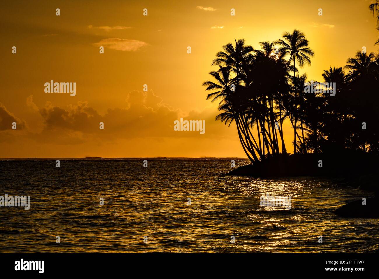 Spektakulärer Sonnenaufgang über dem Pazifischen Ozean mit umsäumten Palmen, Gruppenaufgänge entlang der idyllischen Küste, Oahu, Honolulu, Hawaii, USA Stockfoto