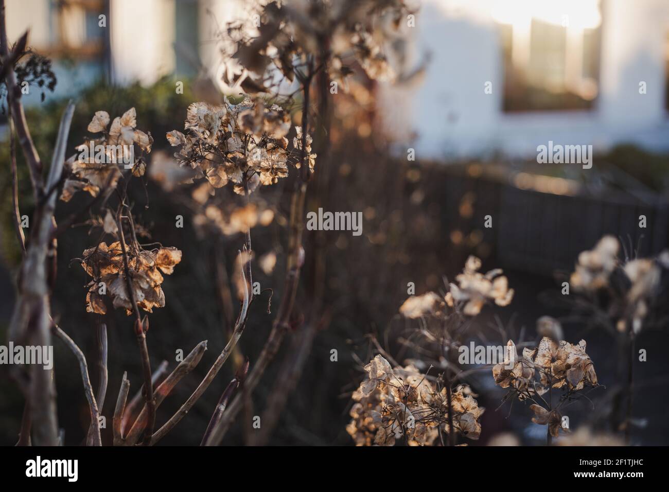 Trockener Blumenbusch mit goldener Stunde, warmes Abendlicht im Garten, braun und beige in Farben. Stockfoto