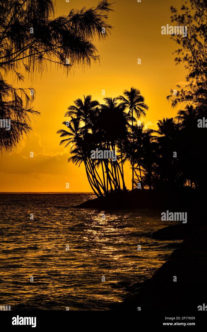 Spektakulärer Sonnenaufgang über dem Pazifischen Ozean mit umsäumten Palmen, Gruppenaufgänge entlang der idyllischen Küste, Oahu, Honolulu, Hawaii, USA Stockfoto