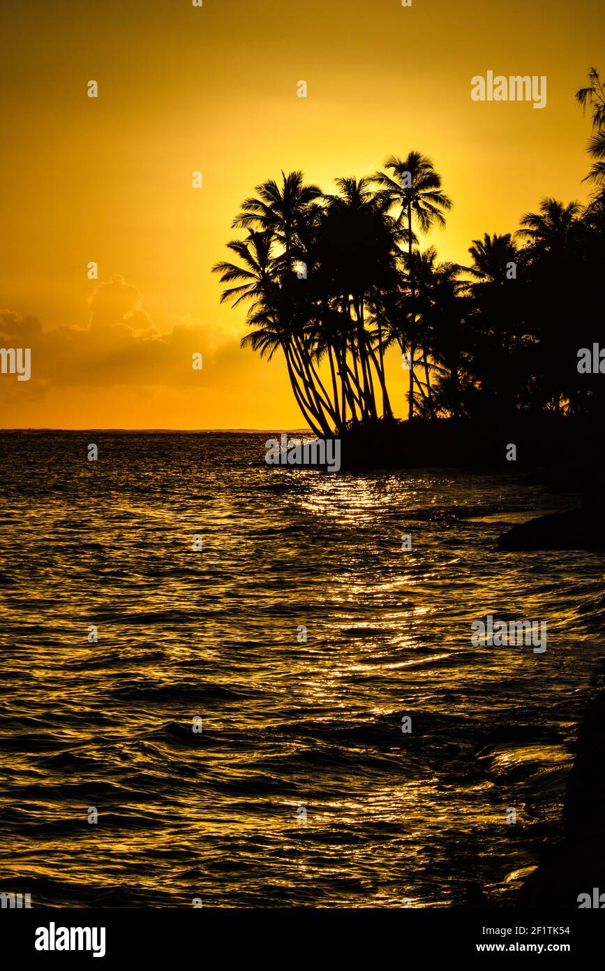 Spektakulärer Sonnenaufgang über dem Pazifischen Ozean mit umsäumten Palmen, Gruppenaufgänge entlang der idyllischen Küste, Oahu, Honolulu, Hawaii, USA Stockfoto