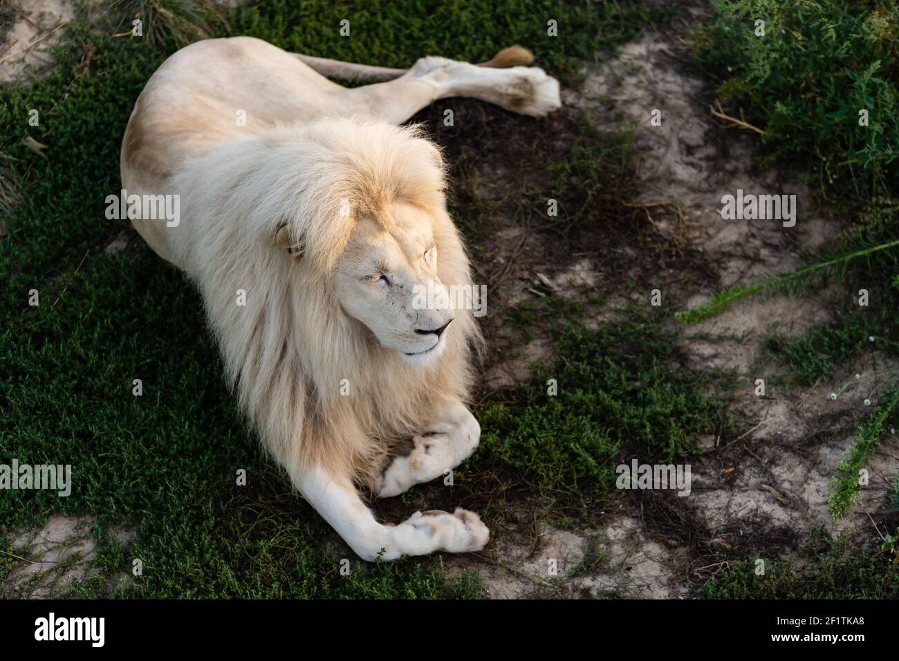 Männlicher weißer Löwe liegend Stockfoto