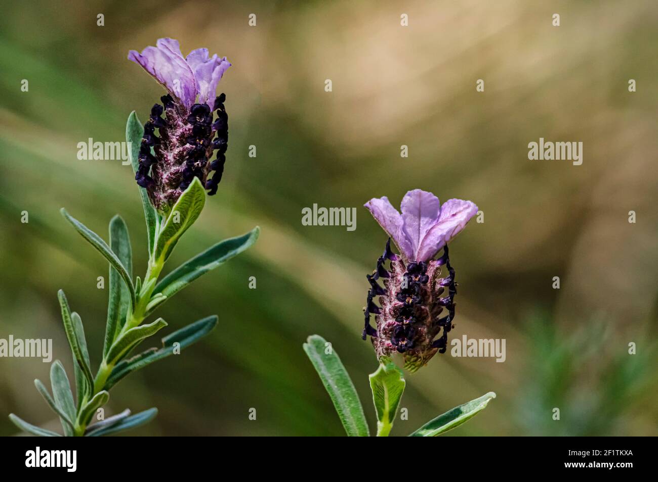 Lavendel Makro-Fotografie mit selektivem Fokus und verschwommenem Hintergrund in Die sardische Landschaft Stockfoto