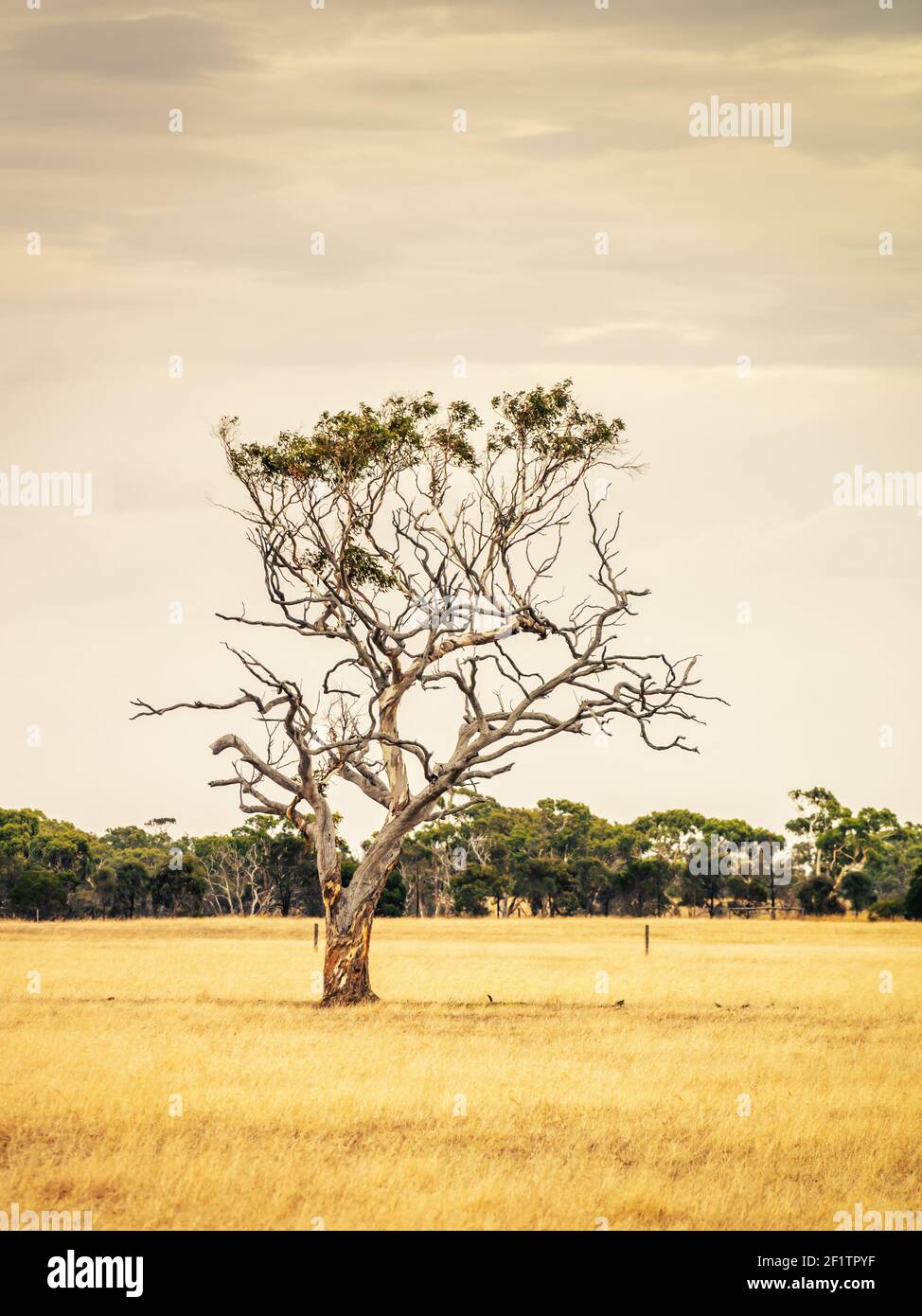Eukalyptusbaum in einer australischen Landschaft Stockfoto