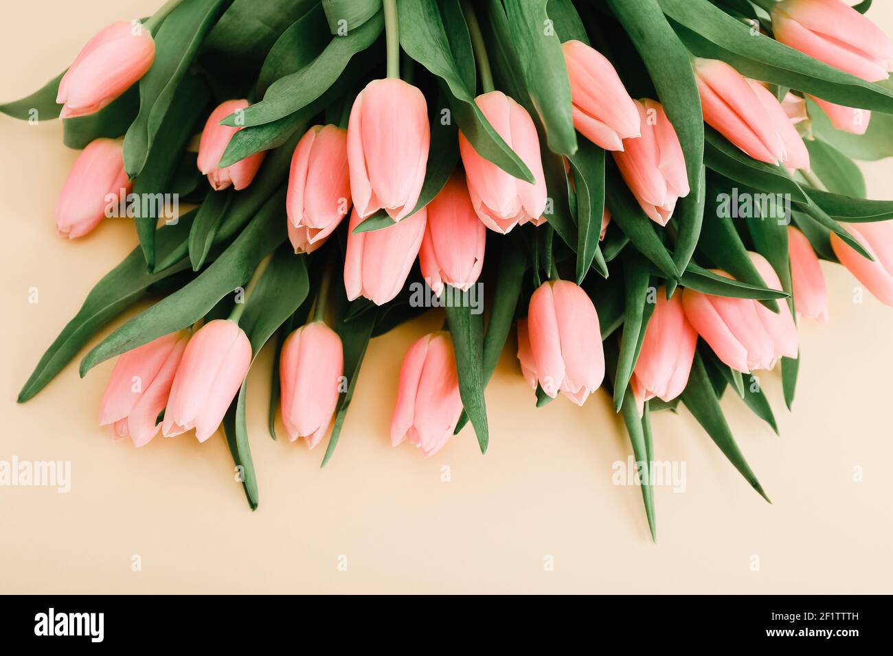 Frühlingsblumen. Das Bouquet von rosa Tulpen rosa auf einem hellbeigen Hintergrund. Draufsicht Stockfoto