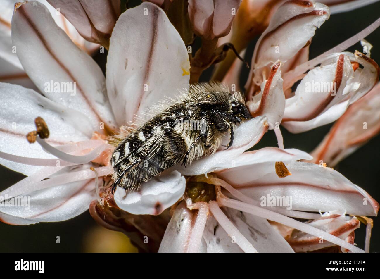 Tropinota Squalida Käfer auf Sardinien, Makrofotografie, Nahaufnahmen Stockfoto