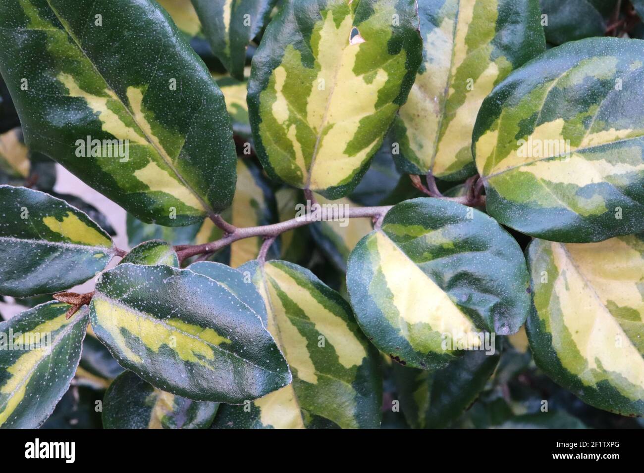 Elaeagnus x ebbingei ‘Limelight’ Oleaster Limelight – buntes Laub mit silbernen Punkten, März, England, Großbritannien Stockfoto