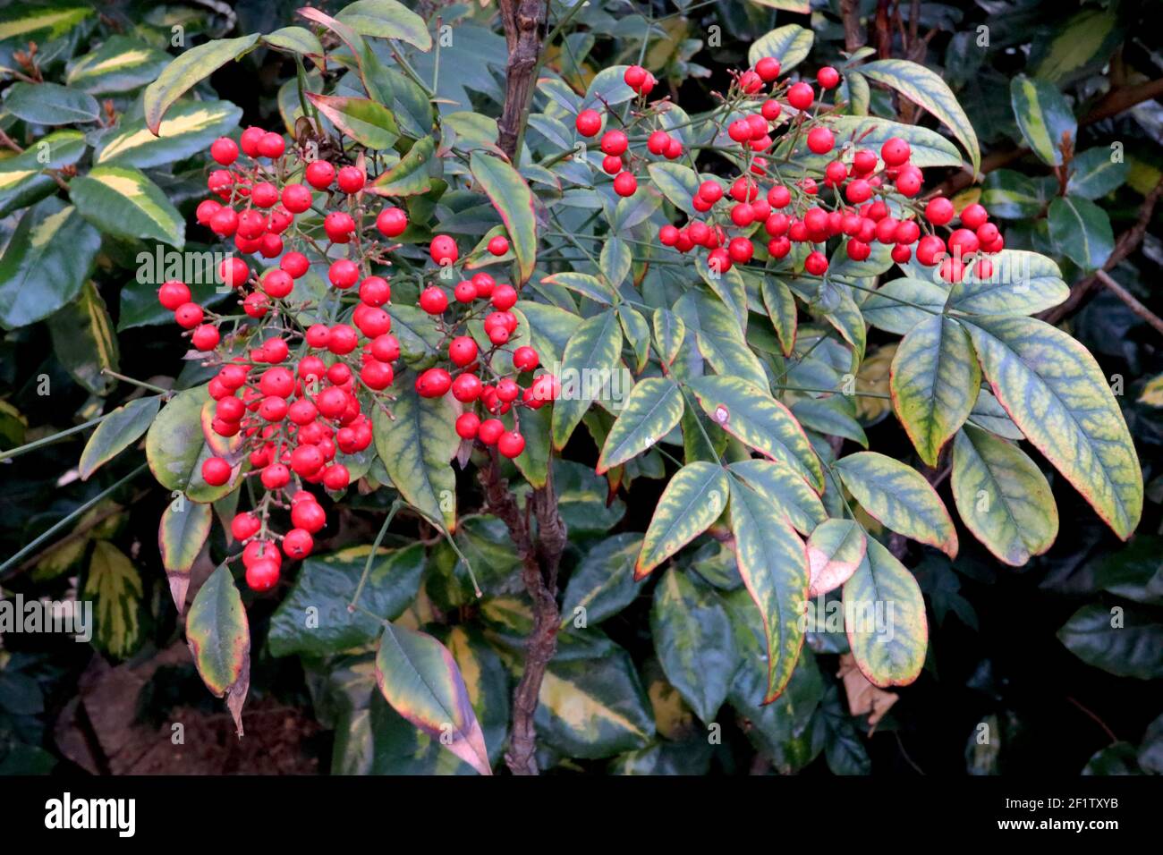 Nandina domestica ‘Fire Power’ Heiliger Bambus - rote Blätter mit roten Beeren, März, England, Großbritannien Stockfoto