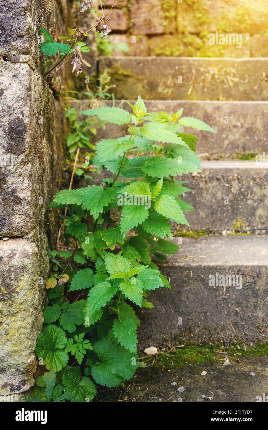 Grüne Brennessel Stockfoto