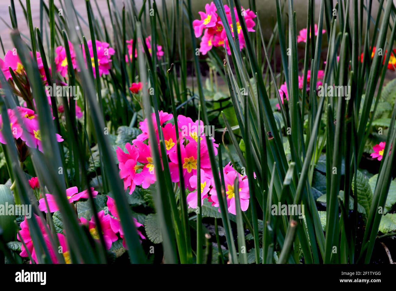 Primula polyanthus ‘Crescendo Bright Rose’ rosa Primeln mit gelben Zentren, März, England, Großbritannien Stockfoto