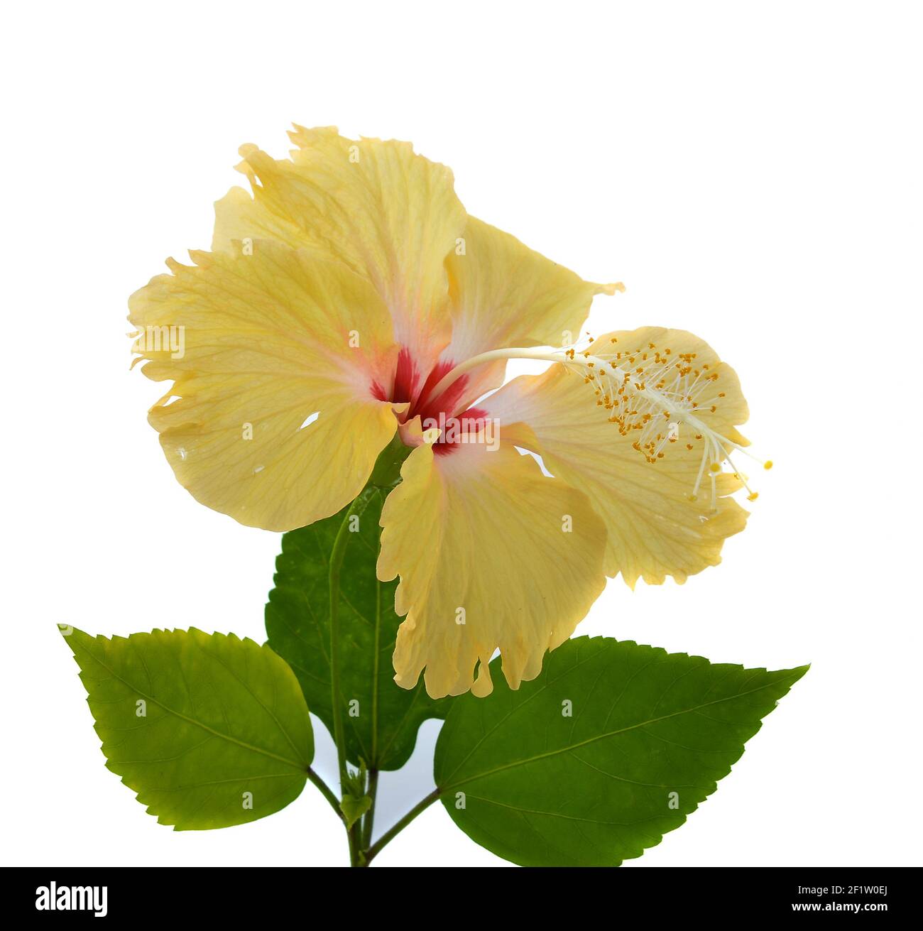 Hibiskus isoliert auf weißem Hintergrund Stockfoto