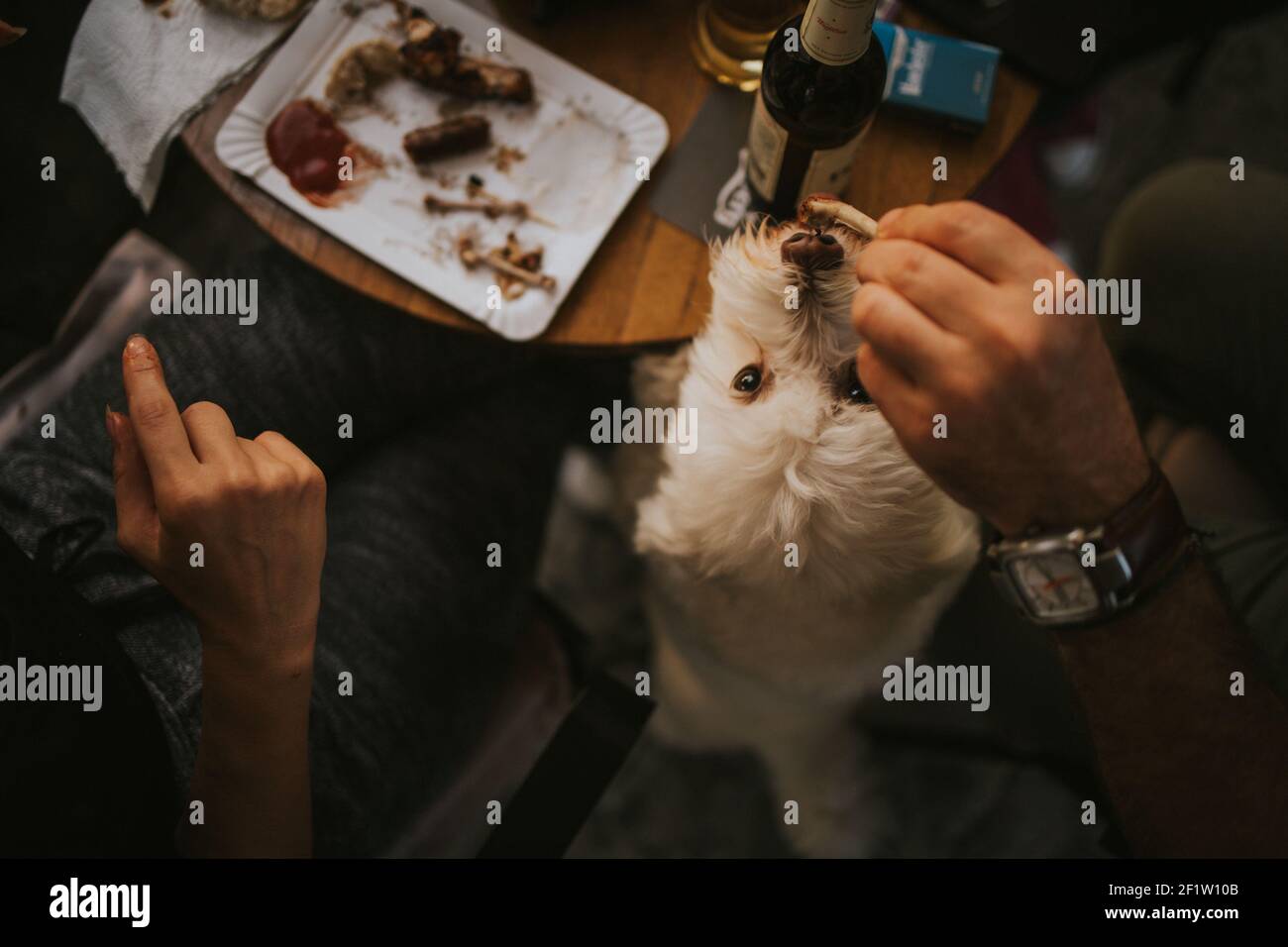 Nahaufnahme eines niedlichen weißen Hundes, der gefüttert wird Mit Essensresten von einem Mann neben einem Abendessen Tabelle Stockfoto
