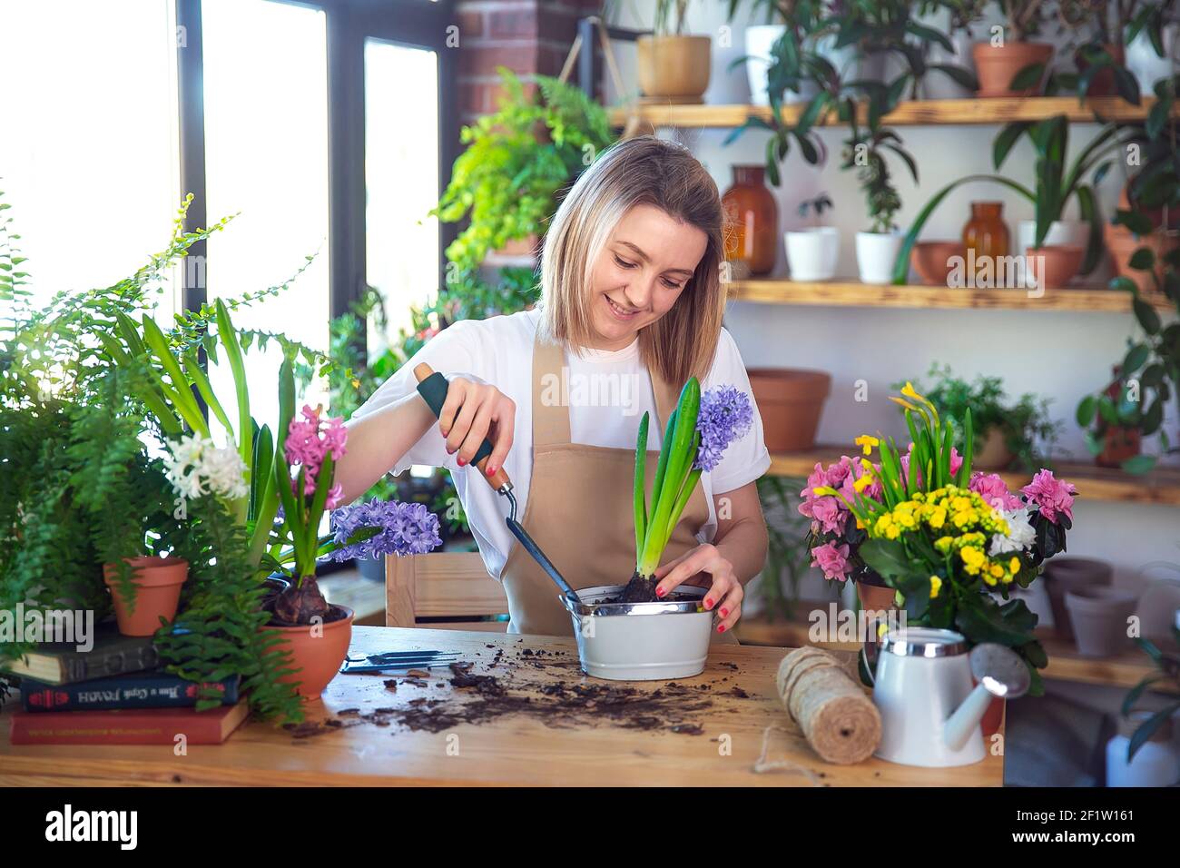 Frau Gärtnerin kümmert sich um Pflanzen und Hausblumen, trägt Schürze. Stockfoto