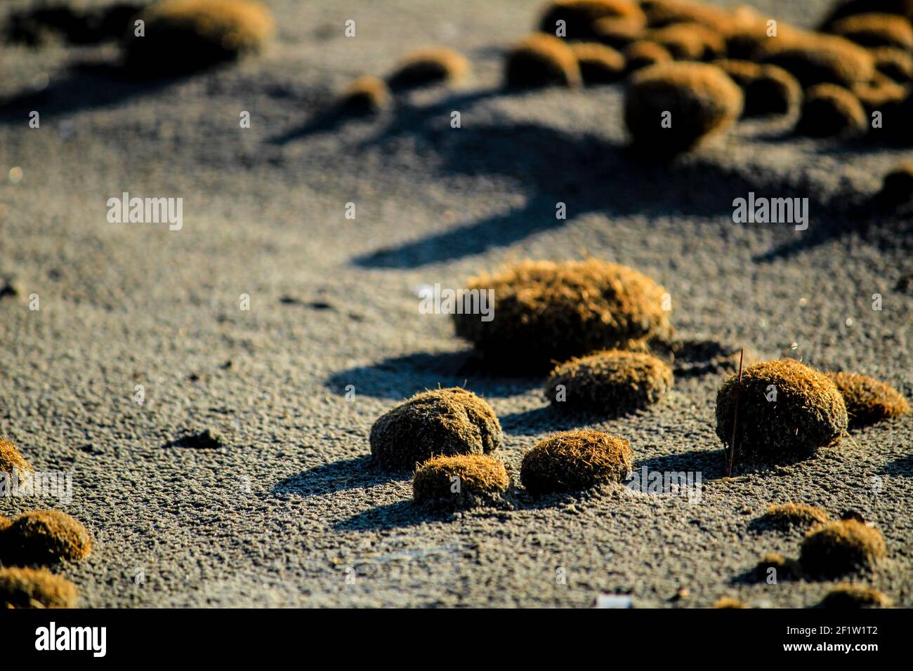 Trockene ozeanische Posidonia Algenbälle am Strand und Sand Textur an einem sonnigen Tag im Winter Stockfoto