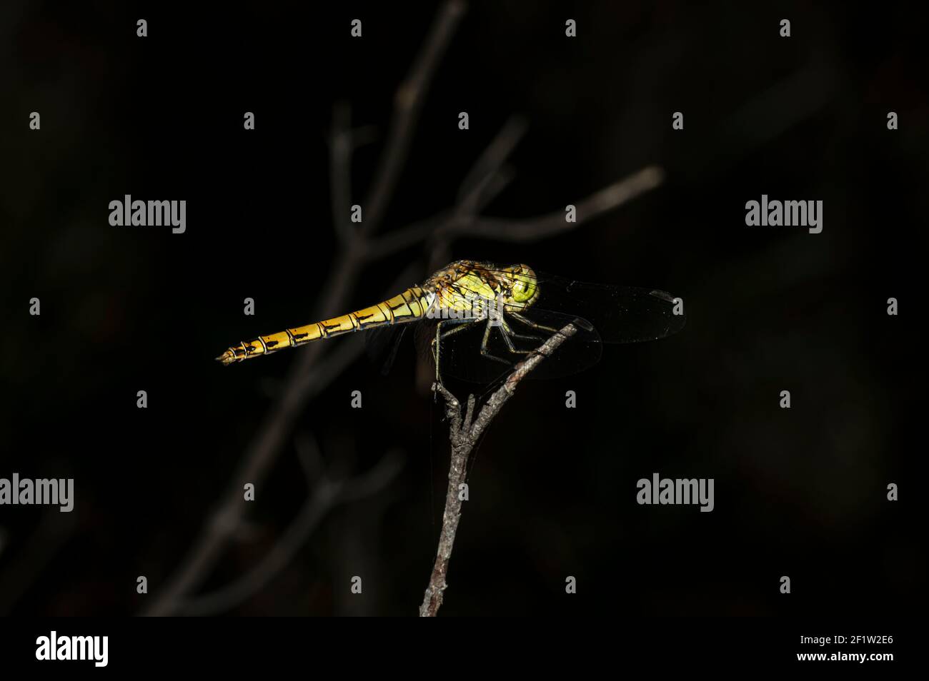 Libellen Makrofotografie in der Landschaft von Sardinien Italien, insbesondere, Details Stockfoto