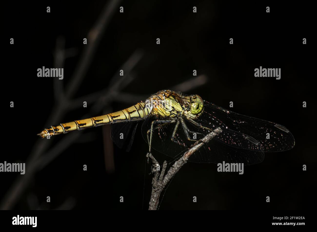 Libellen Makrofotografie in der Landschaft von Sardinien Italien, insbesondere, Details Stockfoto