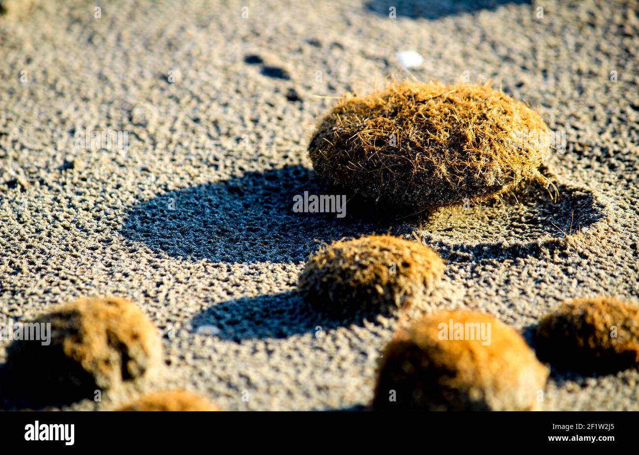 Trockene ozeanische Posidonia Algenbälle am Strand und Sand Textur an einem sonnigen Tag im Winter Stockfoto