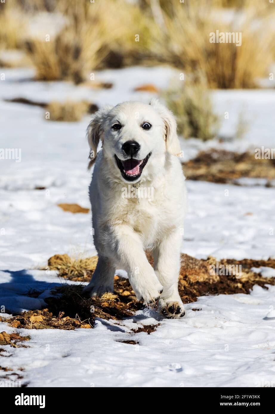 Platinum farbige Golden Retriever Welpen laufen auf einem schneebedeckten Bergpfad. Stockfoto