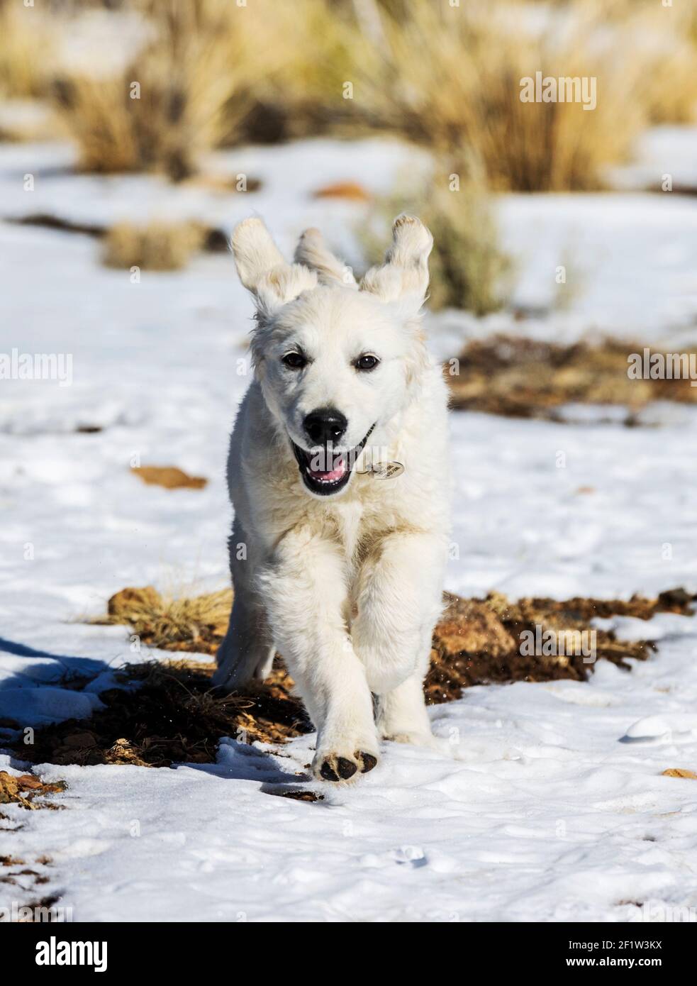 Platinum farbige Golden Retriever Welpen laufen auf einem schneebedeckten Bergpfad. Stockfoto
