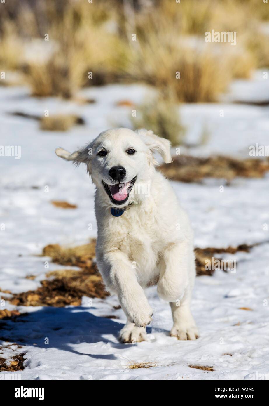 Platinum farbige Golden Retriever Welpen laufen auf einem schneebedeckten Bergpfad. Stockfoto
