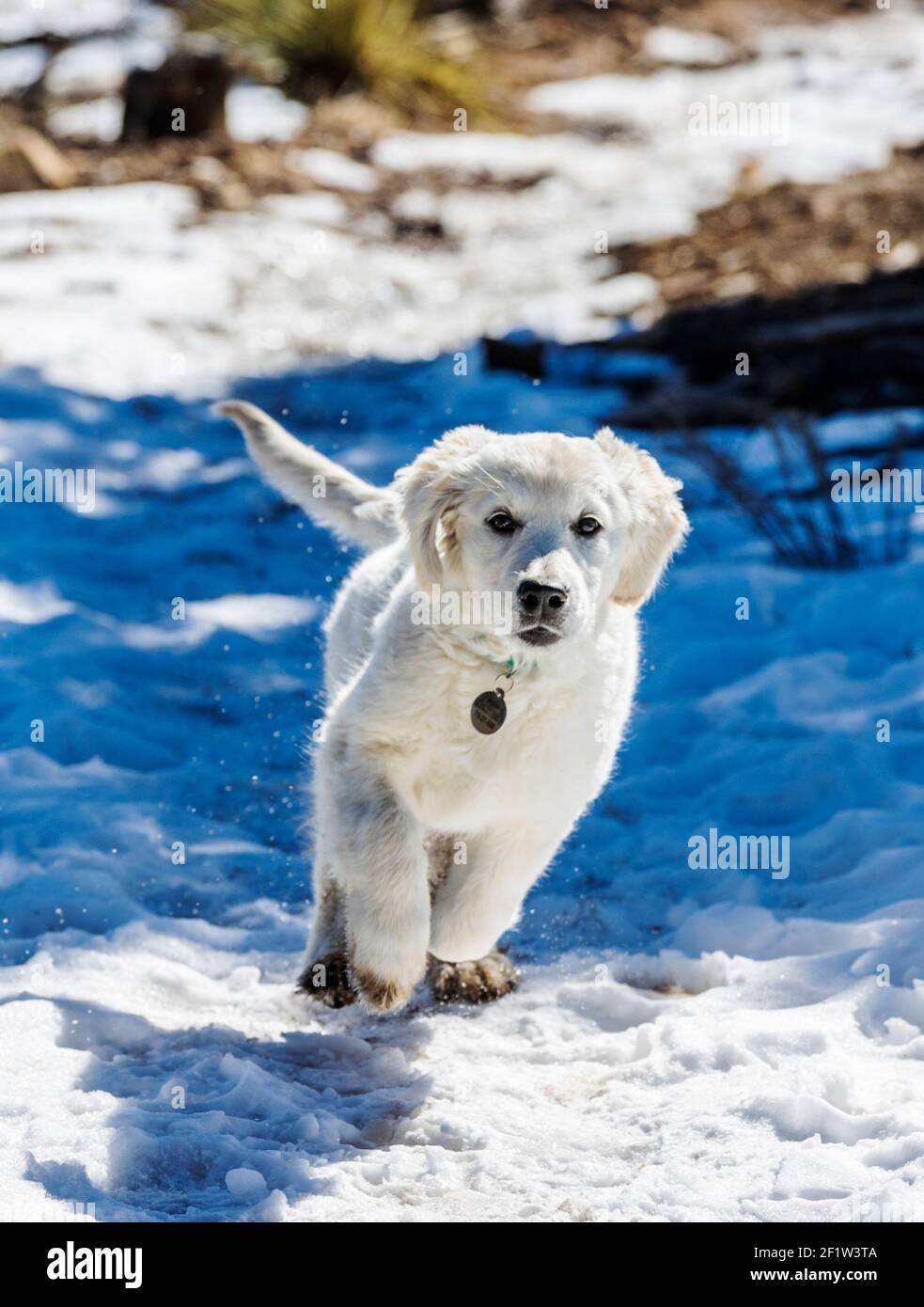 Platinum farbige Golden Retriever Welpen laufen auf einem schneebedeckten Bergpfad. Stockfoto