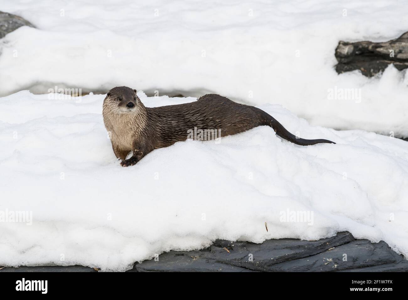 North American River Fischotter (Lontra canadensis) im Winter, Schuß an Ecomuseum, Tierpark in Sainte-Anne-de-Bellevue, Québec, Schuß an Ecomuseum, Zo Stockfoto