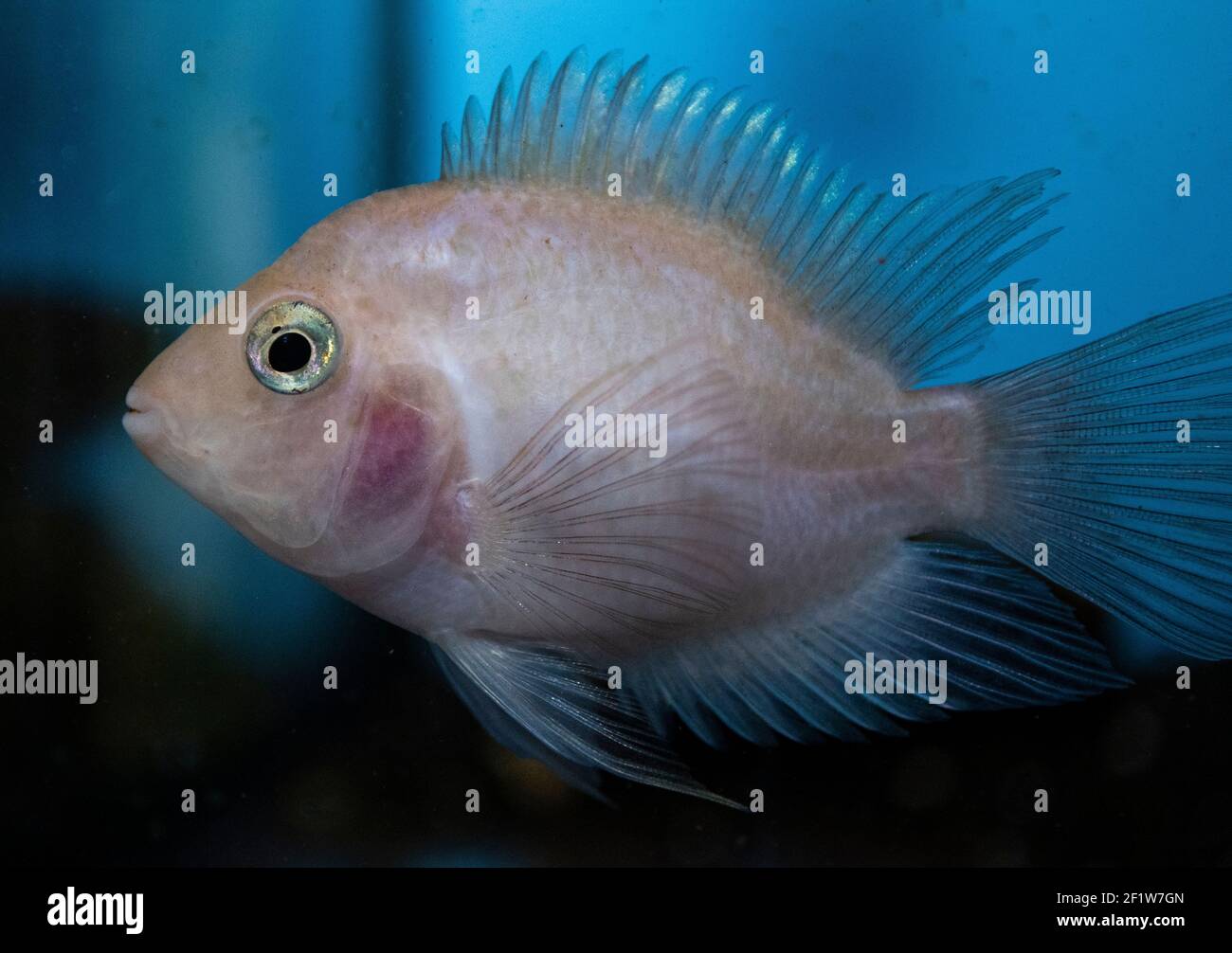Rotpapageienaquariumfische im Süßwasseraquarium Stockfoto
