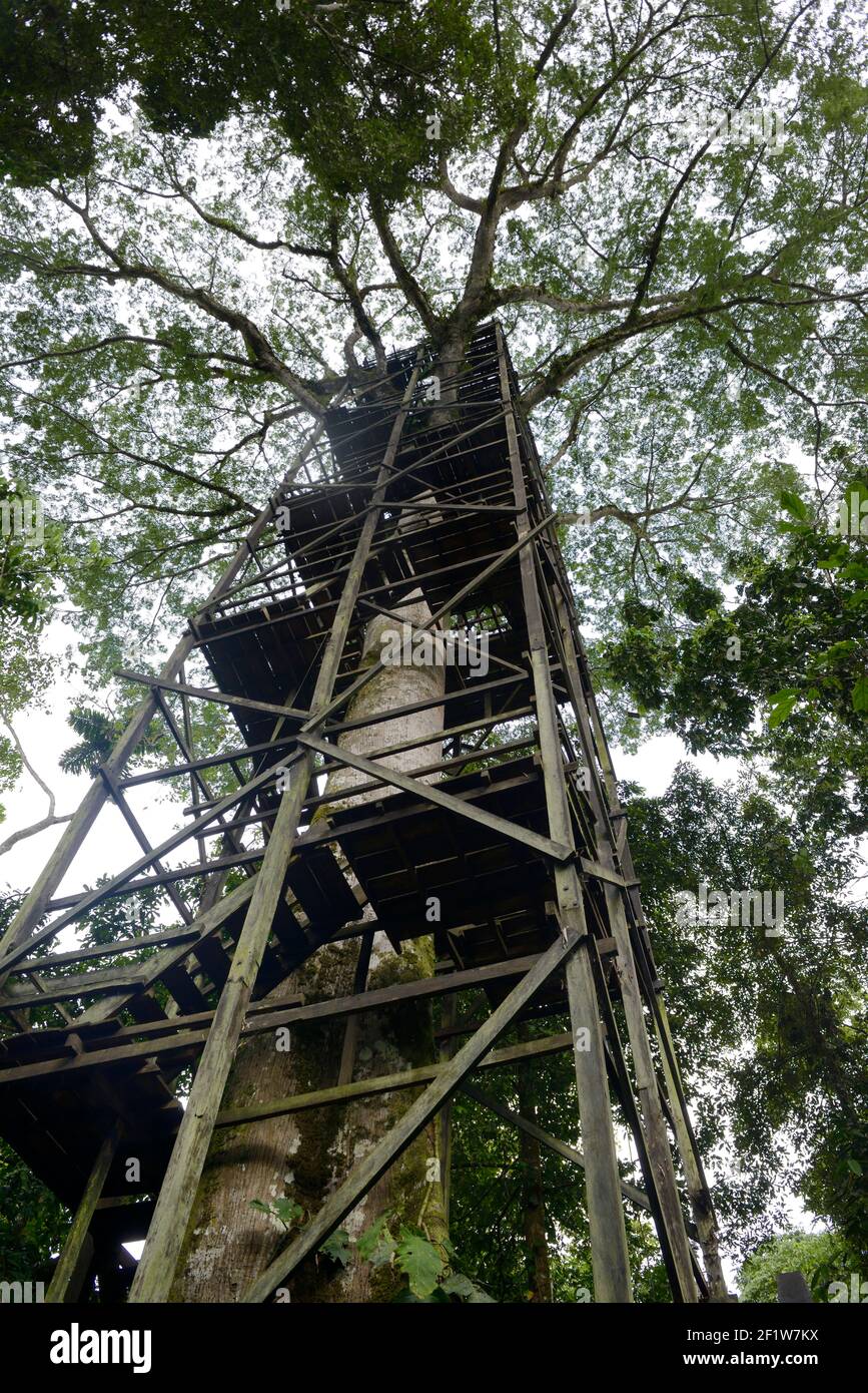 Dschungel Aussichtsturm, La Selva Amazonas Jungle Lodge, Orellana, Ecuador Stockfoto