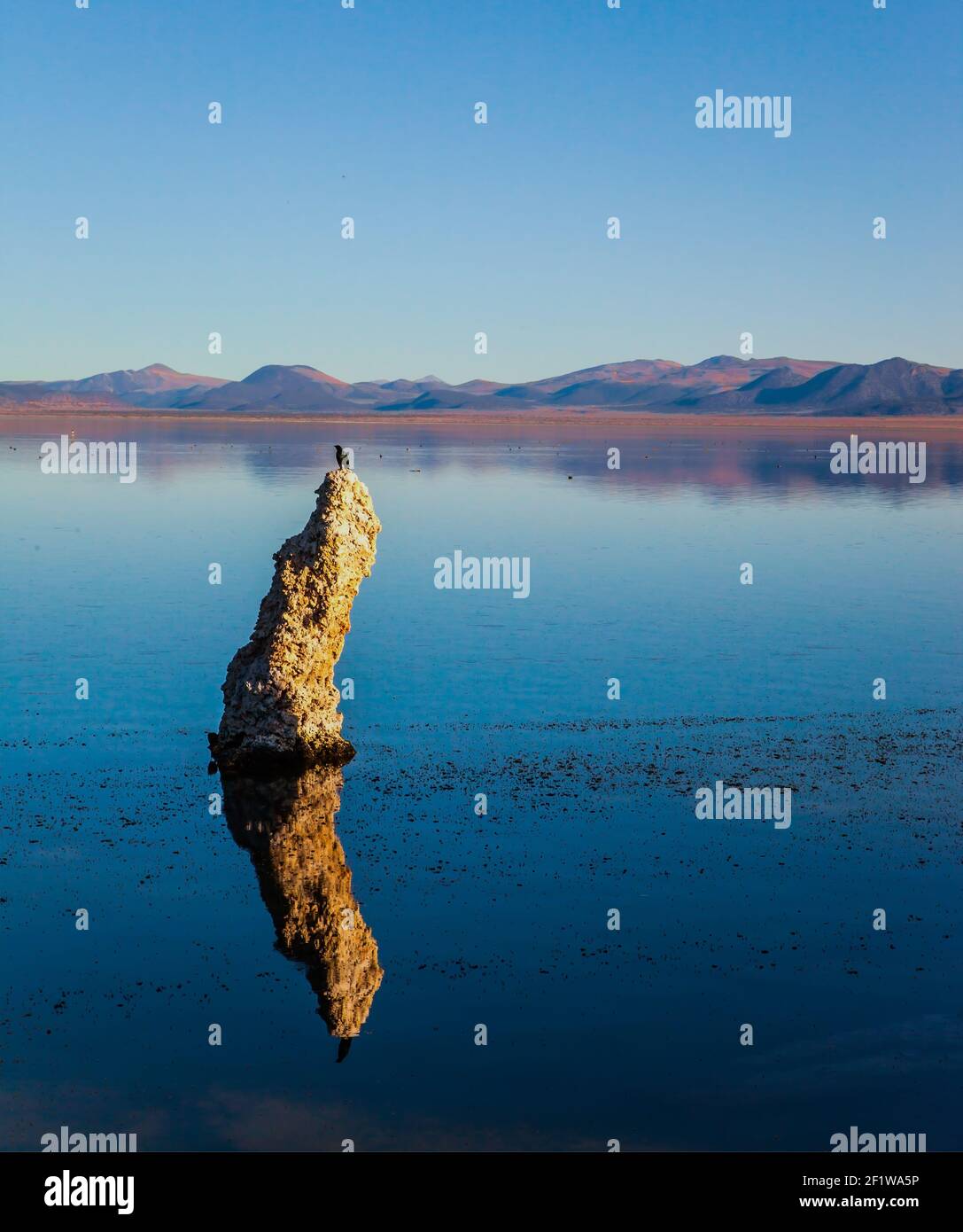 Vögel auf dem See Stockfoto