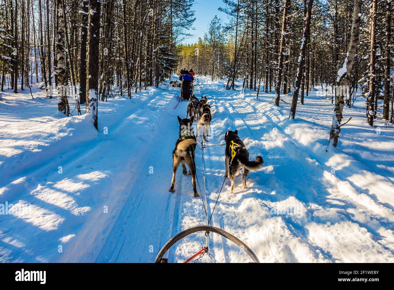 Fahren Sie auf dem finnischen Husky Dog Stockfoto