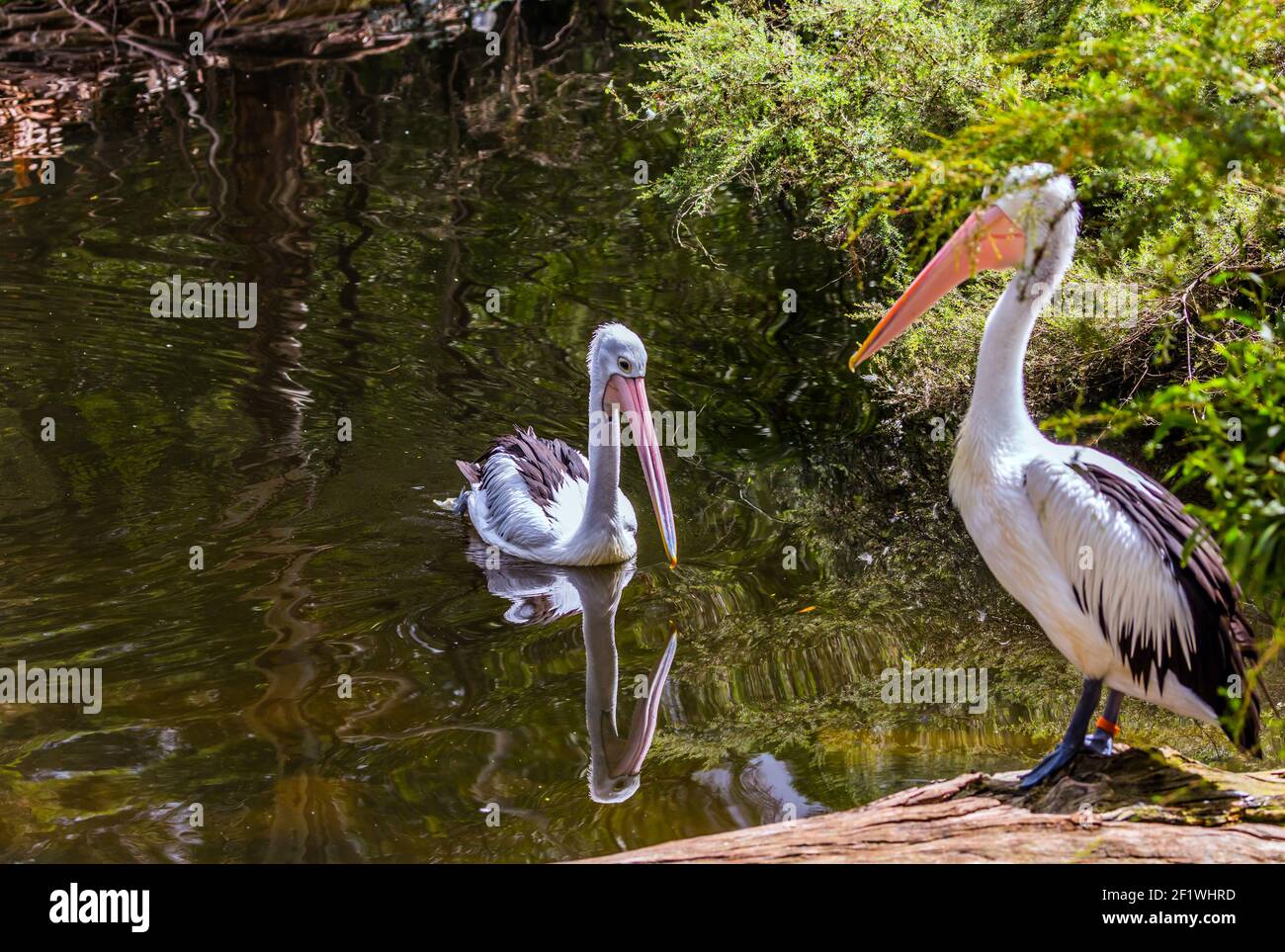 Australischer Park. Zwei große Wasservogelpelikane Stockfoto