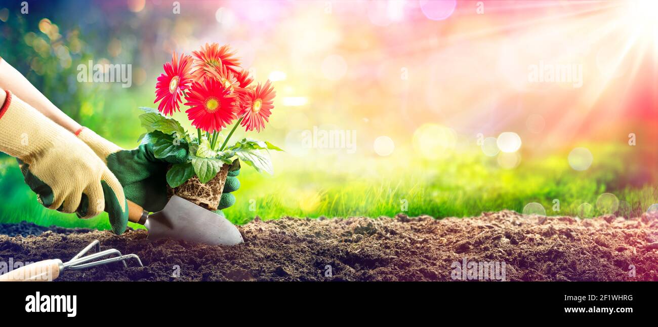 Pflanzen EINER roten Gänseblümchen im Garten - Gartenkonzept Stockfoto