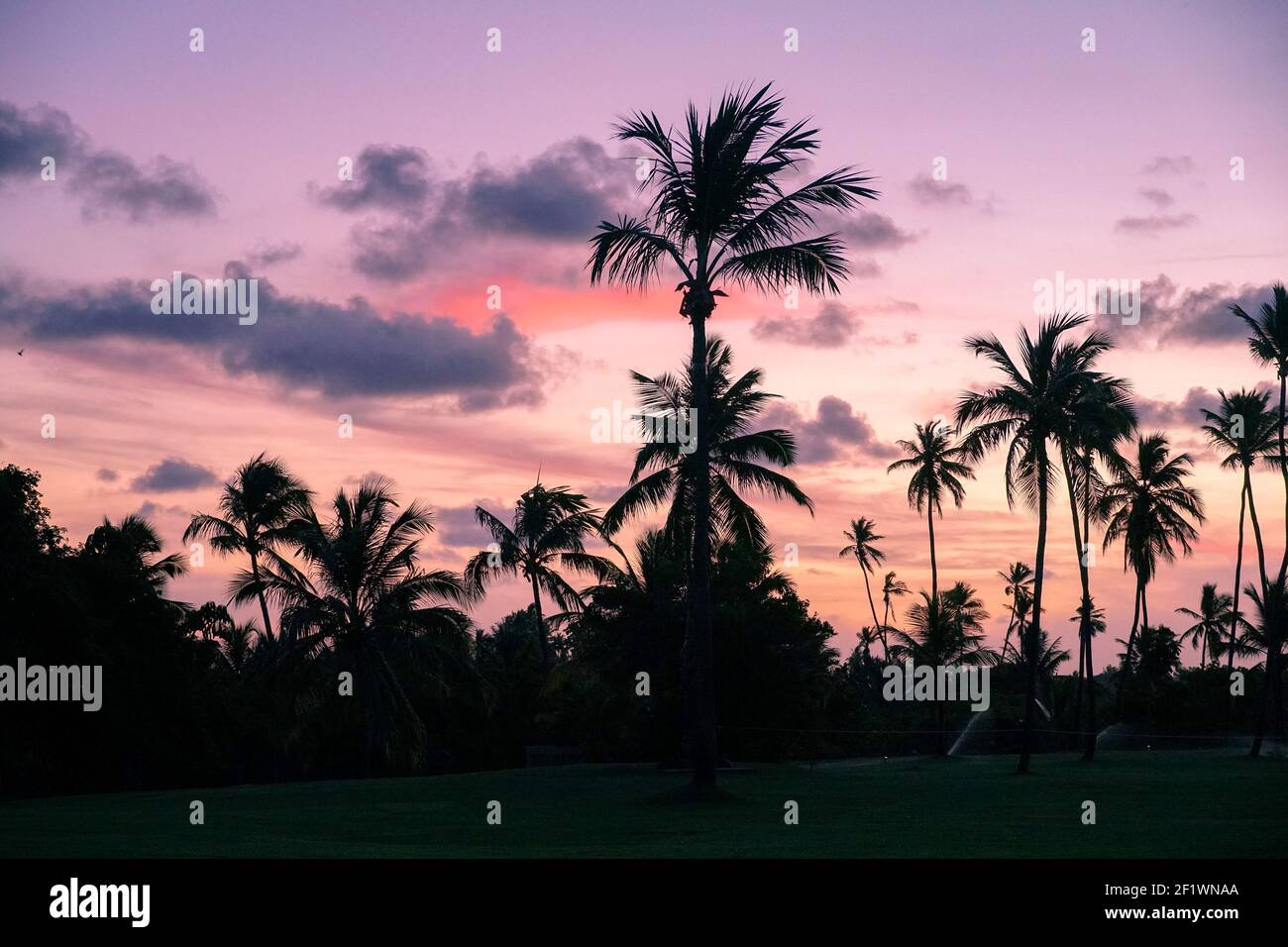 Palmen Silhouetten auf tropischen Strand während bunten Sonnenuntergang. Stockfoto