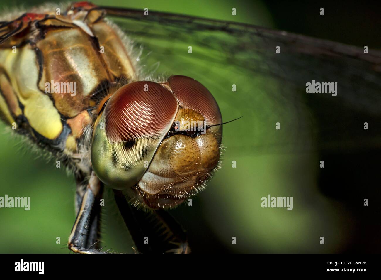 Libellen Makrofotografie in der Landschaft von Sardinien Italien, insbesondere, Details Stockfoto