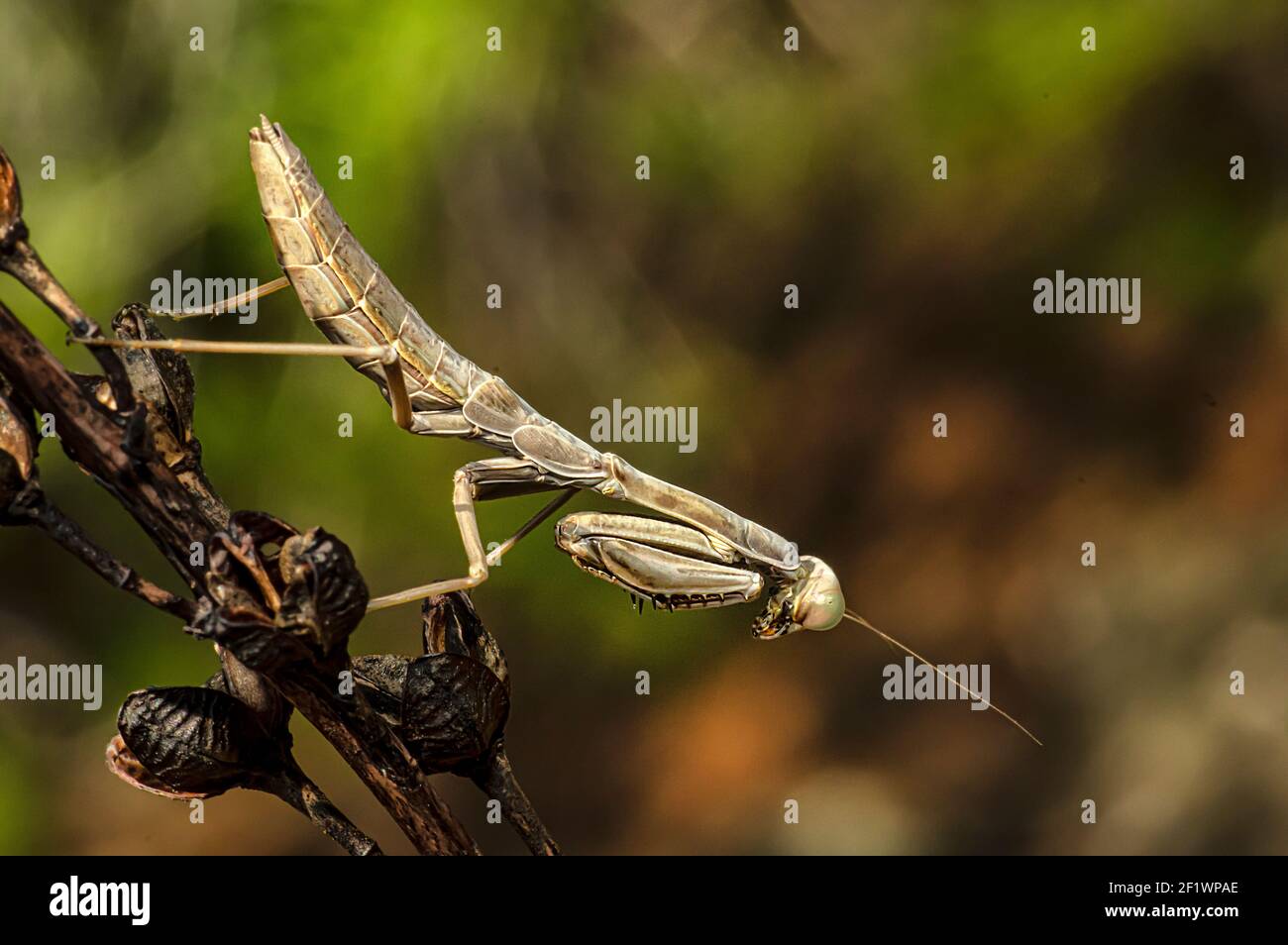 Praying Mantis Macro Fotografie in Sardinien, Details Stockfoto