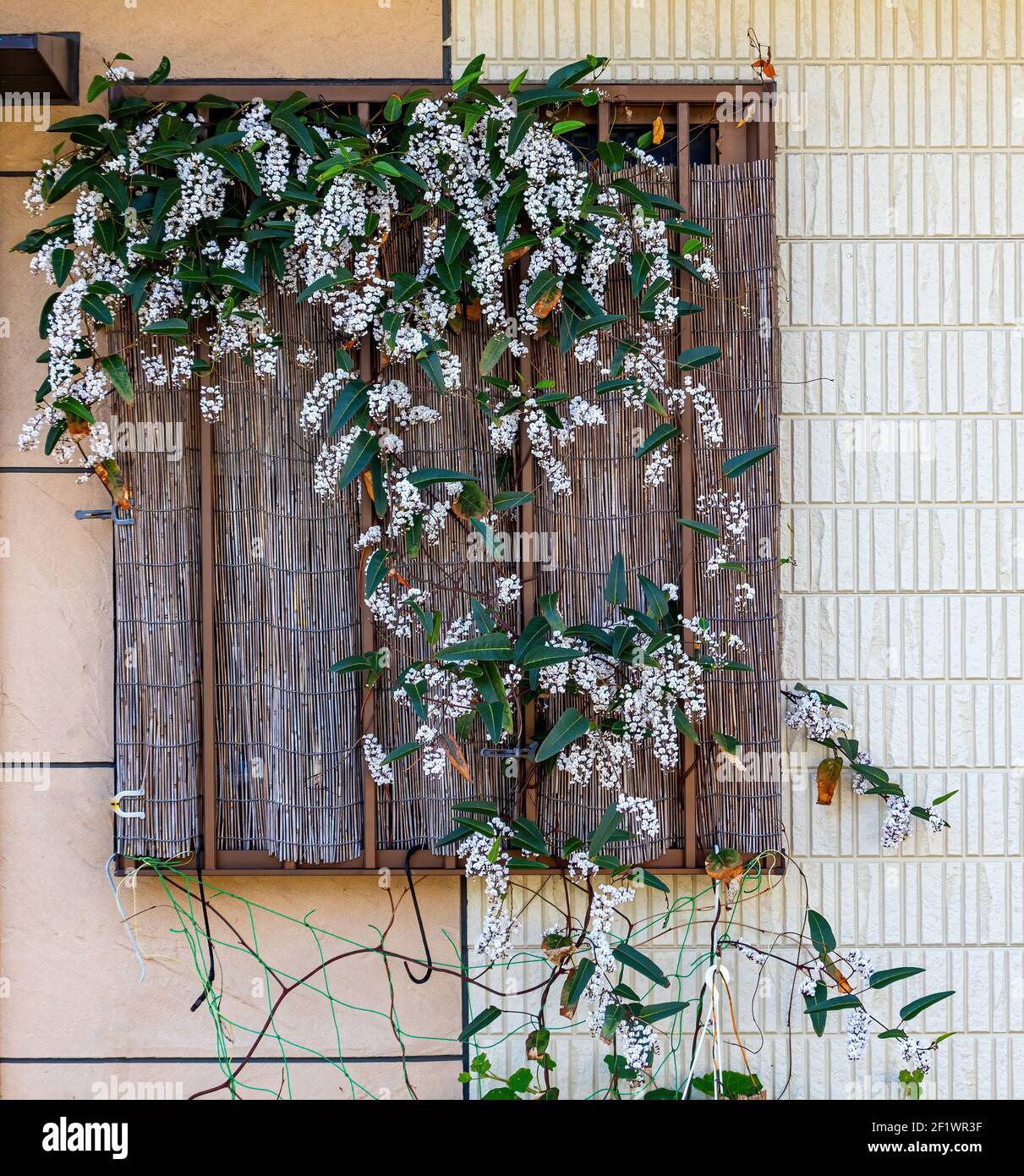 Pflanze, mit einer Flle von weien Blumen, wchst nach unten und ber  einer Bambusmatte, die wiederum deckt das gesamte Fenster eines Hauses  Stockfotografie - Alamy