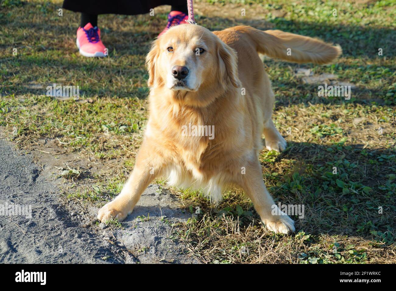 Golden Retriever Bild Stockfoto