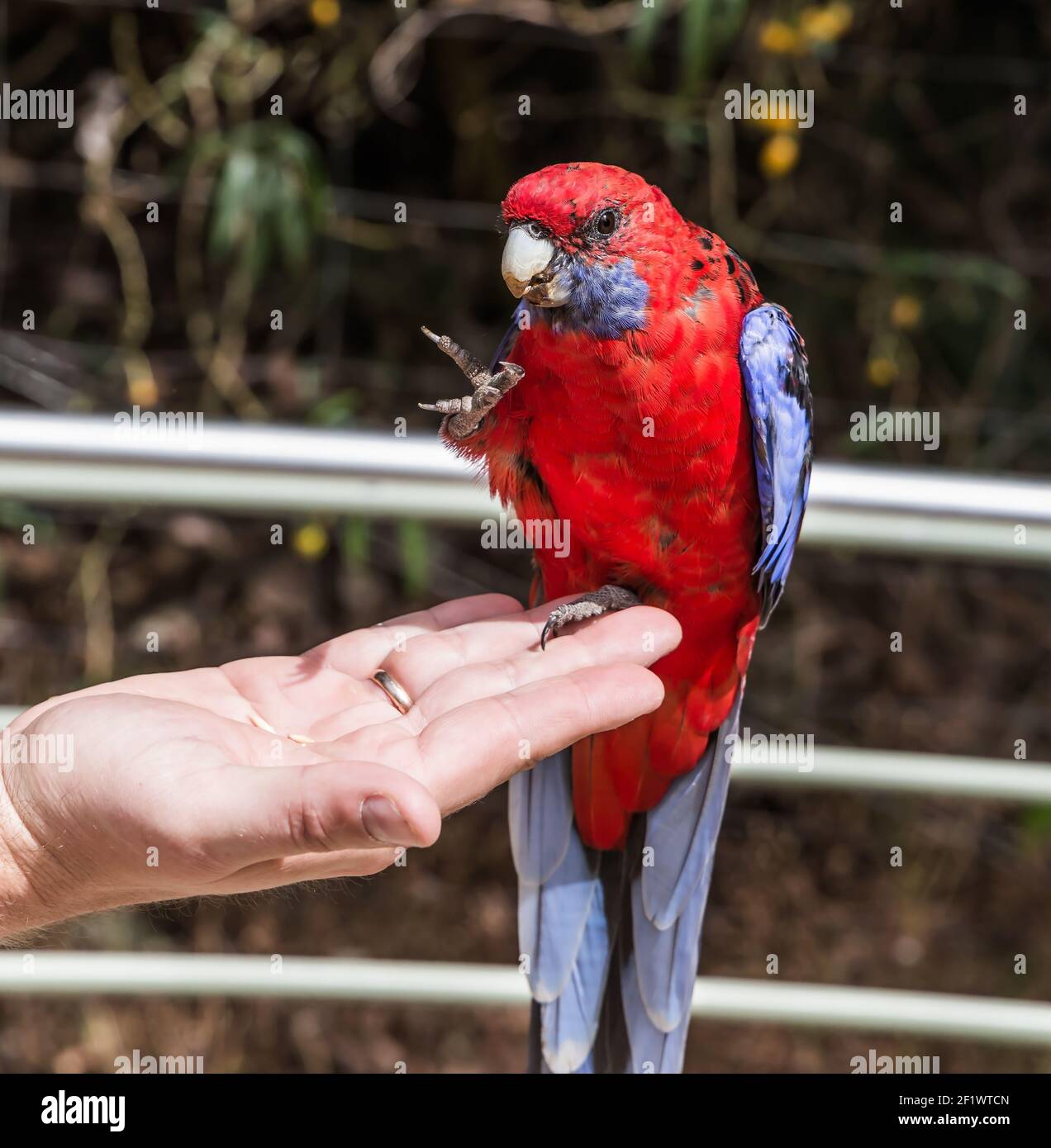 Australischer Papagei-Karmesin rosella Stockfoto