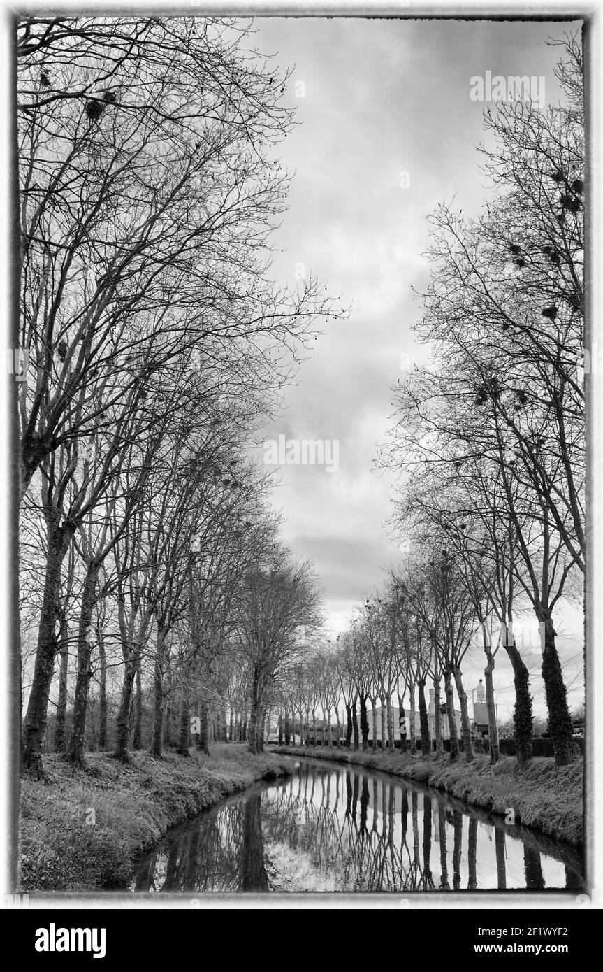 Bäume mit Vogelnestern (schwarz und weiß) entlang des Nivernais-Kanals, Burgund, Frankreich Stockfoto