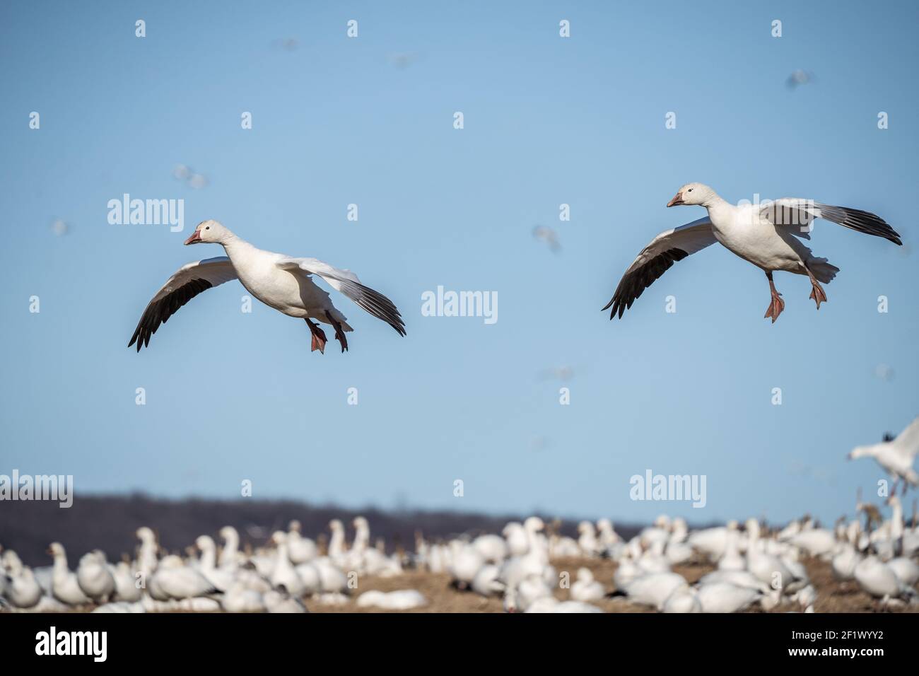 Schneegänse auf Frühjahrsmigration Nordstop am Middle Creek Wildlife Management Area. Stockfoto